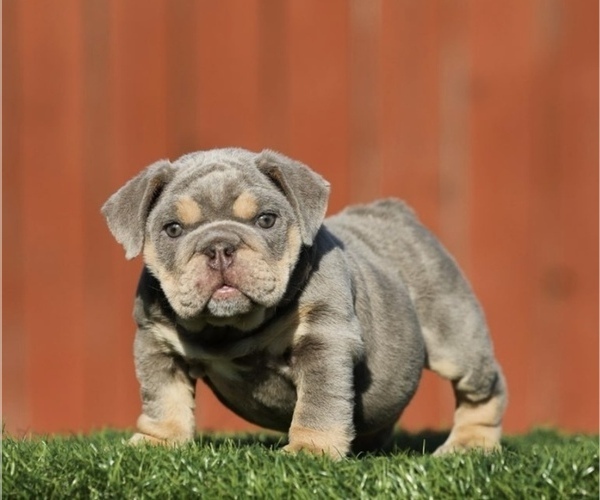 Medium Photo #2 English Bulldog Puppy For Sale in SCOTTSDALE, AZ, USA