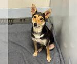 Small #1 Australian Kelpie Mix