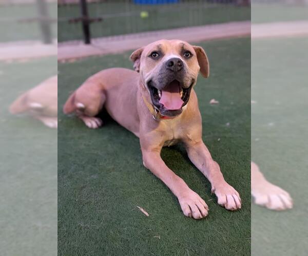 Medium Photo #1 Mutt Puppy For Sale in Sacramento, CA, USA