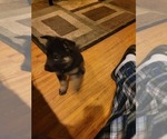 Small Photo #2 German Shepherd Dog Puppy For Sale in RANCHO CUCAMONGA, CA, USA