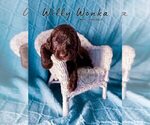 Small Photo #12 Labradoodle Puppy For Sale in ELIZABETH CITY, NC, USA