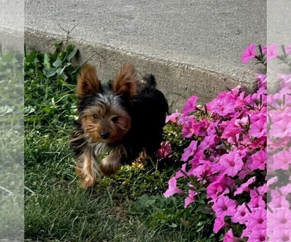 Medium Photo #2 Yorkshire Terrier Puppy For Sale in ECONOMY, IN, USA