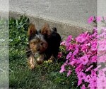 Small #1 Yorkshire Terrier
