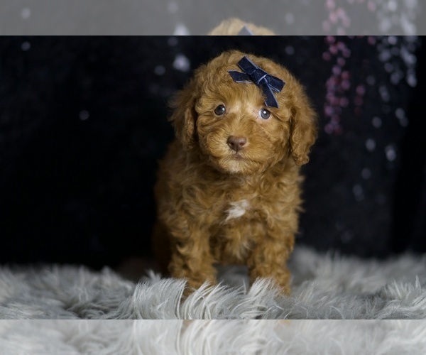 Medium Photo #3 Poodle (Toy) Puppy For Sale in WARSAW, IN, USA