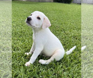 Labrador Retriever-Unknown Mix Dogs for adoption in Euless, TX, USA