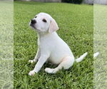 Small Labrador Retriever Mix