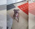 Small #4 American Pit Bull Terrier Mix