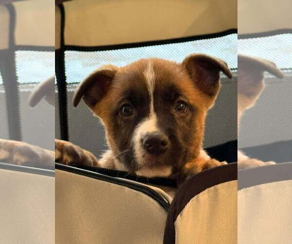 Medium Photo #1 Boxer-Unknown Mix Puppy For Sale in pomfret, CT, USA