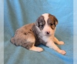 Small #5 Aussiedoodle