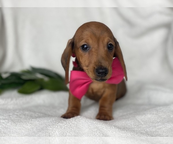 Medium Photo #7 Dachshund Puppy For Sale in CEDAR LANE, PA, USA