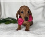 Small Photo #7 Dachshund Puppy For Sale in CEDAR LANE, PA, USA