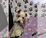 Small Mutt
