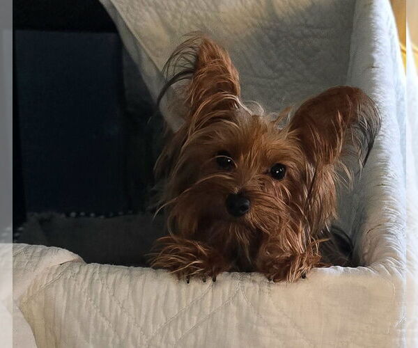 Medium Photo #1 Mutt Puppy For Sale in Morganville, NJ, USA