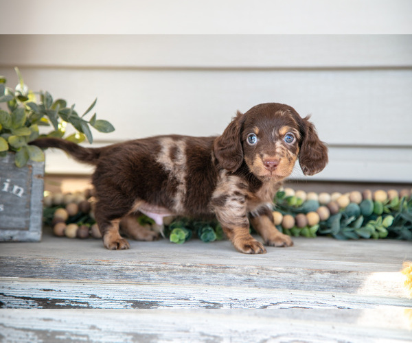 Medium Photo #3 Dachshund Puppy For Sale in NAPPANEE, IN, USA