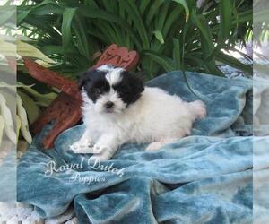 Zuchon Puppy for sale in LE MARS, IA, USA