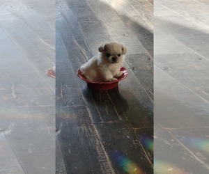 Pekingese Puppy for sale in WESTMORELAND, TN, USA