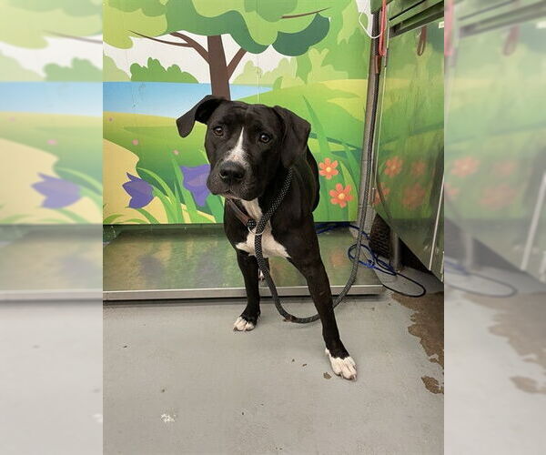 Medium Photo #1 American Pit Bull Terrier-Unknown Mix Puppy For Sale in Waco, TX, USA