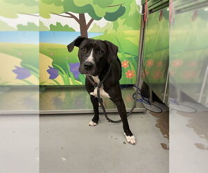 American Pit Bull Terrier-Unknown Mix Dogs for adoption in Waco, TX, USA