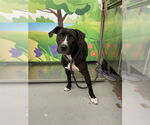 Small American Pit Bull Terrier Mix