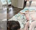 Small Photo #10 American Pit Bull Terrier-Unknown Mix Puppy For Sale in Holly Springs, NC, USA
