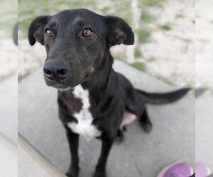 German Shepherd Dog-Unknown Mix Dogs for adoption in Conroe, TX, USA