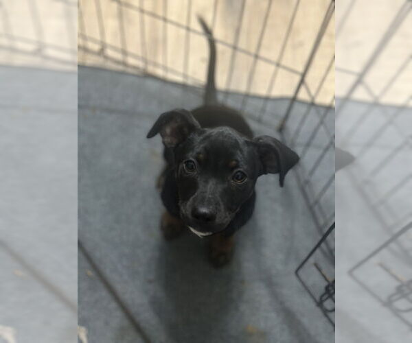 Medium Photo #2 Pinny-Poo Puppy For Sale in Banning, CA, USA