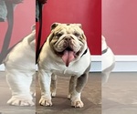 Small Photo #1 English Bulldog Puppy For Sale in FAYETTEVILLE, NC, USA