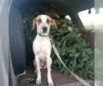 Boba - Female Labrador Retriever-Unknown Mix Dog for Adoption - Small photo