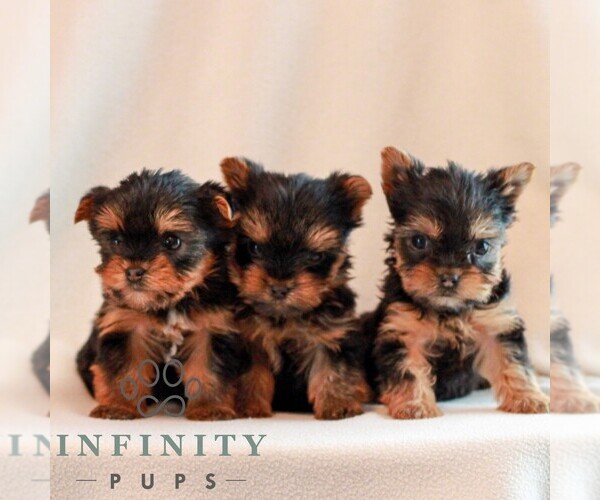 Medium Photo #2 Yorkshire Terrier Puppy For Sale in REINHOLDS, PA, USA