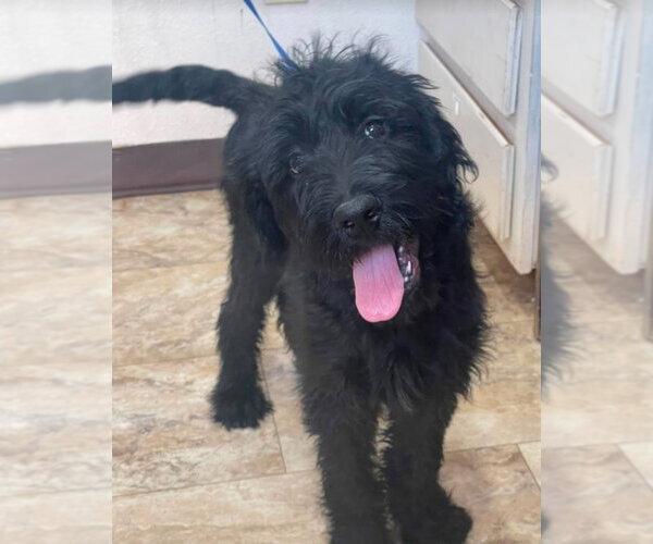 Medium Photo #2 Mutt Puppy For Sale in Lakewood, CO, USA