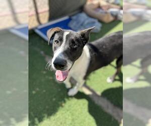 Labrador Retriever-Unknown Mix Dogs for adoption in Chula Vista, CA, USA
