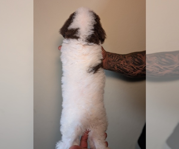 Medium Photo #4 Bernedoodle-Cavapoo (Miniature) Mix Puppy For Sale in SACRAMENTO, CA, USA