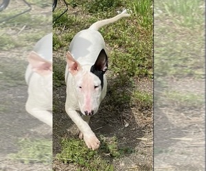 Bull Terrier Puppy for sale in AKRON, OH, USA