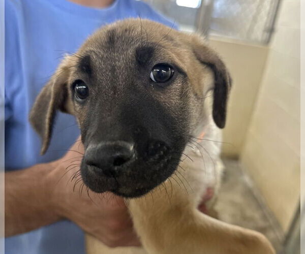 Medium Photo #2 German Shepherd Dog-Unknown Mix Puppy For Sale in Lakewood, CO, USA