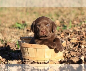 Labrador Retriever Puppy for sale in RUTHERFORDTON, NC, USA