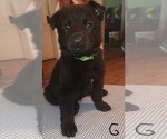 Small Photo #7 German Shepherd Dog Puppy For Sale in SCREVEN, GA, USA