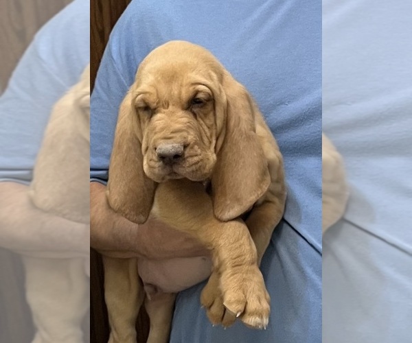 Medium Photo #12 Bloodhound Puppy For Sale in FORT MORGAN, CO, USA