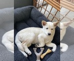 Small #2 Shiba Inu