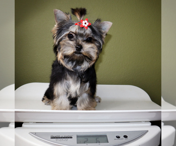 Medium Photo #5 Yorkshire Terrier Puppy For Sale in LOS ANGELES, CA, USA