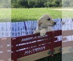 Small Photo #5 Golden Retriever Puppy For Sale in AUSTIN, KY, USA