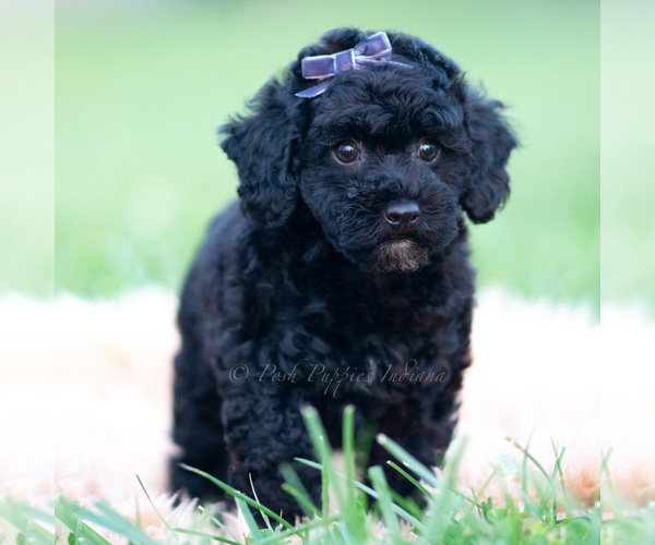 Medium Photo #53 Goldendoodle (Miniature) Puppy For Sale in WARSAW, IN, USA