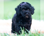 Small Photo #53 Goldendoodle (Miniature) Puppy For Sale in WARSAW, IN, USA