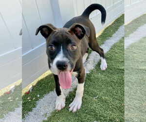 American Pit Bull Terrier-Labrador Retriever Mix Dogs for adoption in GILBERTS, IL, USA