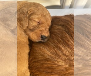 Golden Retriever Puppy for sale in OROFINO, ID, USA