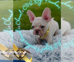 Puppy Chanel French Bulldog
