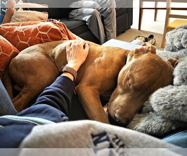 Medium Photo #2 Mutt Puppy For Sale in Rockville, MD, USA