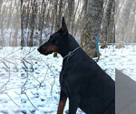 Small #23 Doberman Pinscher