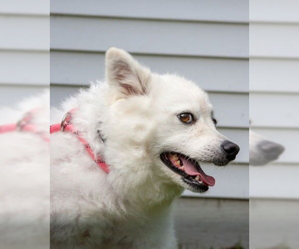 Medium Photo #22 Pomeranian-Unknown Mix Puppy For Sale in Muskegon, MI, USA