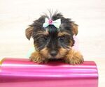 Small #3 Yorkshire Terrier