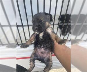 Labrador Retriever Dogs for adoption in Houston, TX, USA